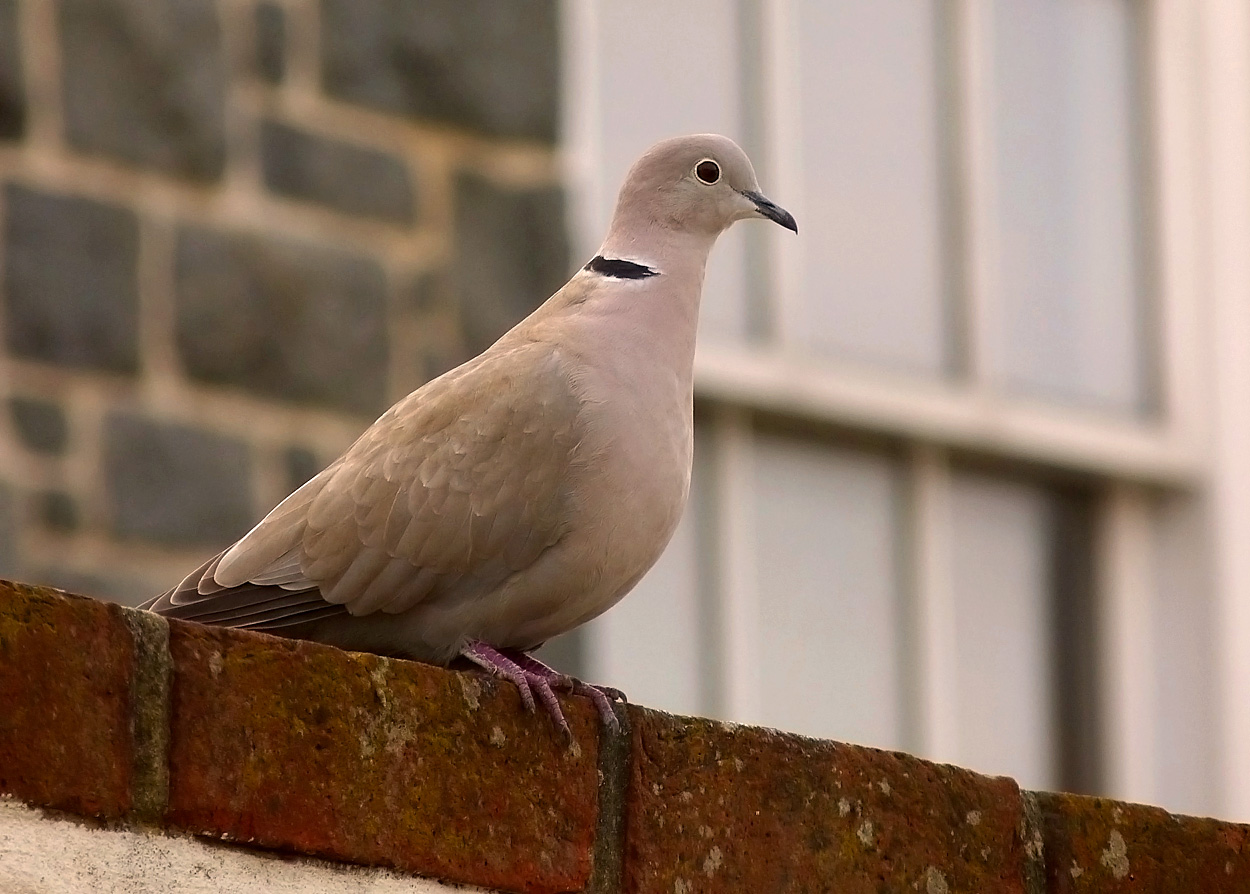 Collared Dove - garden, 13 Apr 17