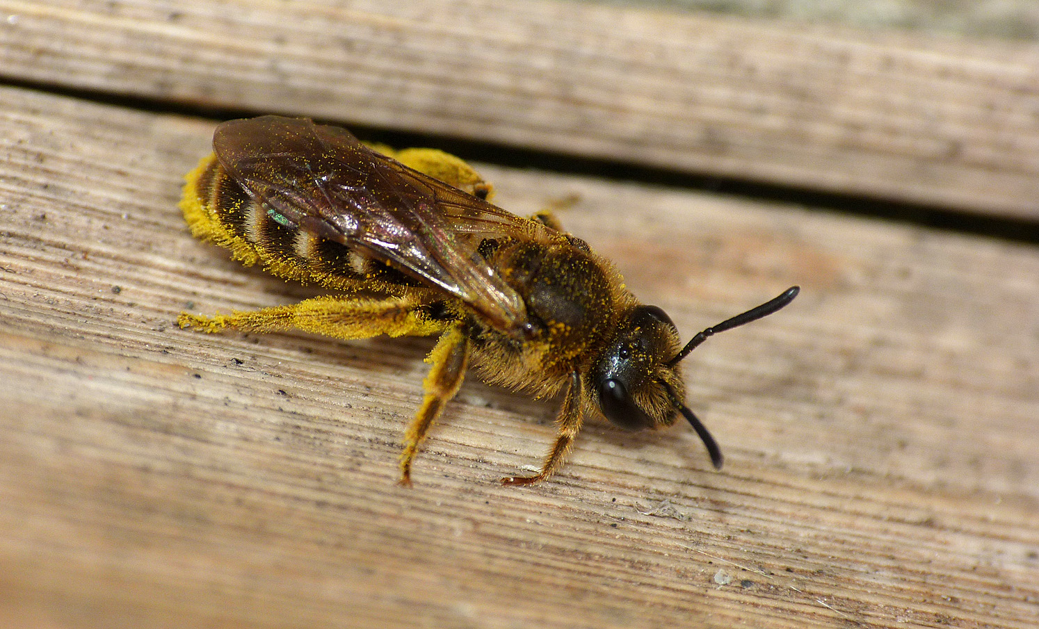 Lasioglossum calceatum - garden, 9 Apr 17