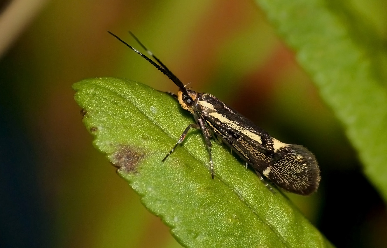 Esperella sulphurella - garden, 9 Apr 17