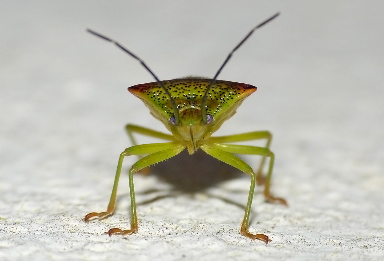 Hawthorn Shieldbug - garden, 28 Mar 17