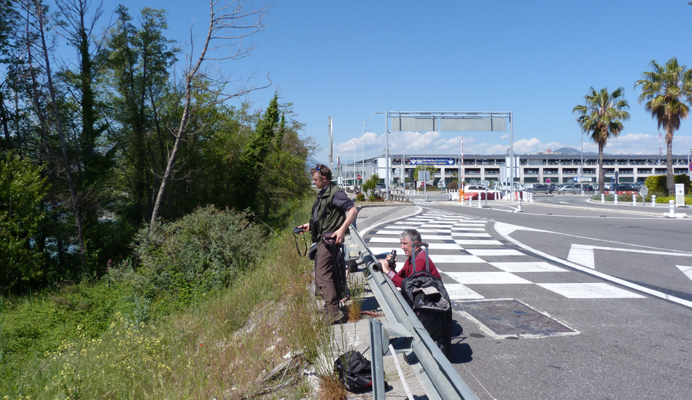 Nice Airport birding