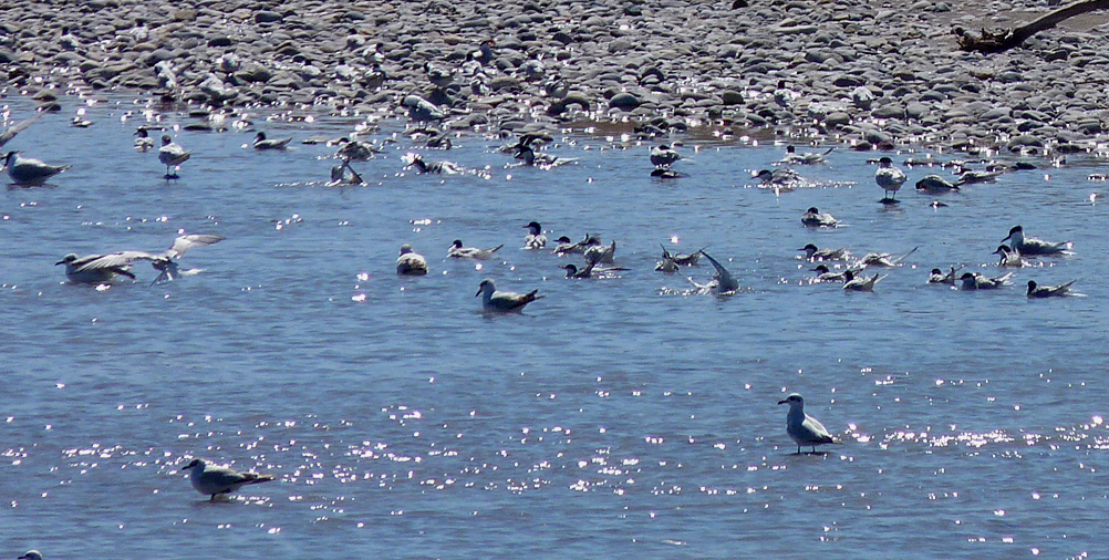 Med Gulls, Common and Sandwich Terns, River Var, Nice