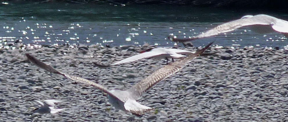 A terrible photo of a Caspian Tern, River Var, Nice Airport