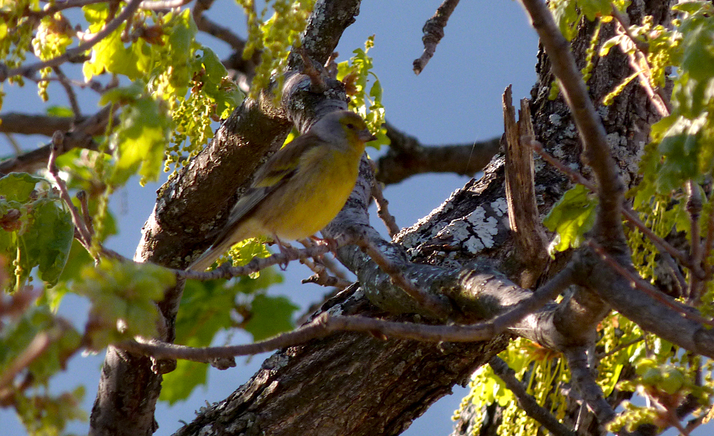 Corsican Finch, Belvedere de Pasciolo Lookout, Vivario