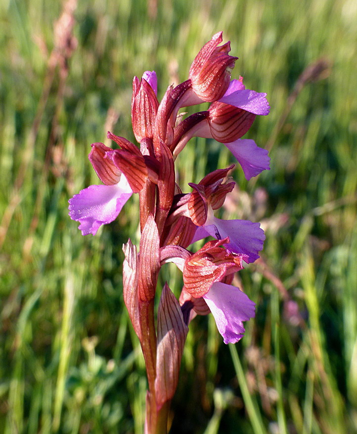 Pink Butterfly Orchid (I think), Belvedere de Pasciolo Lookout, Vivario