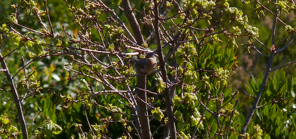 Moltoni's Warbler, Belvedere de Pasciolo Lookout, Vivario