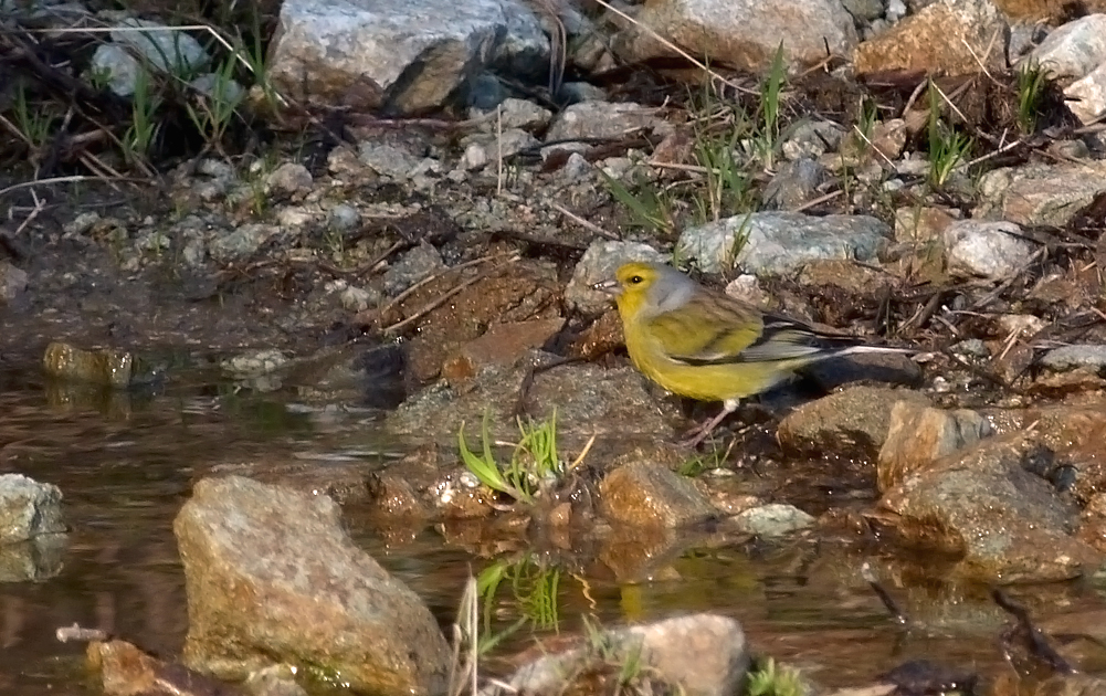 Corsican Finch, near Col de Sorba, Vivario