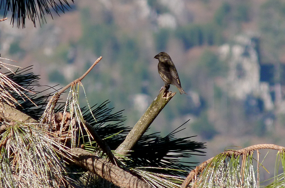 Crossbill, near Col de Sorba, Vivario