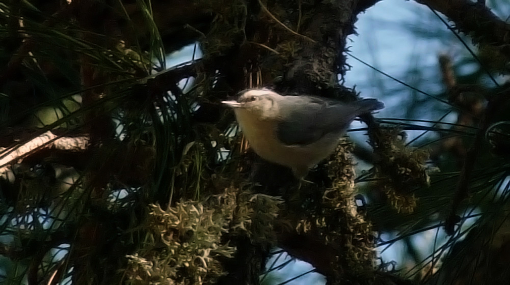 Corsican Nuthatch, near Col de Sorba, Vivario (note that this picture has been heavily photoshopped!)
