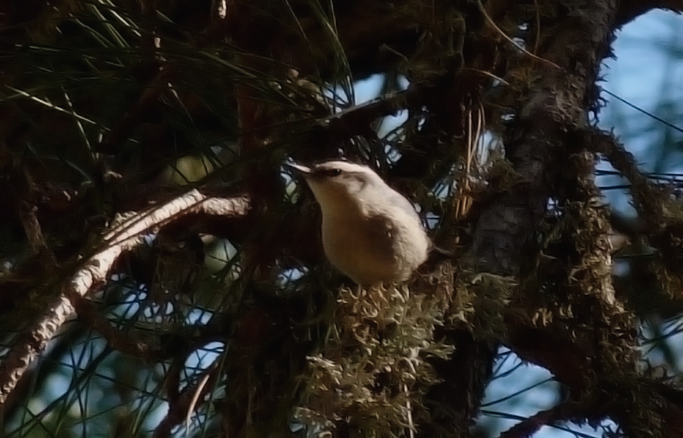Corsican Nuthatch, near Col de Sorba, Vivario (another photoshop-heavy pic)