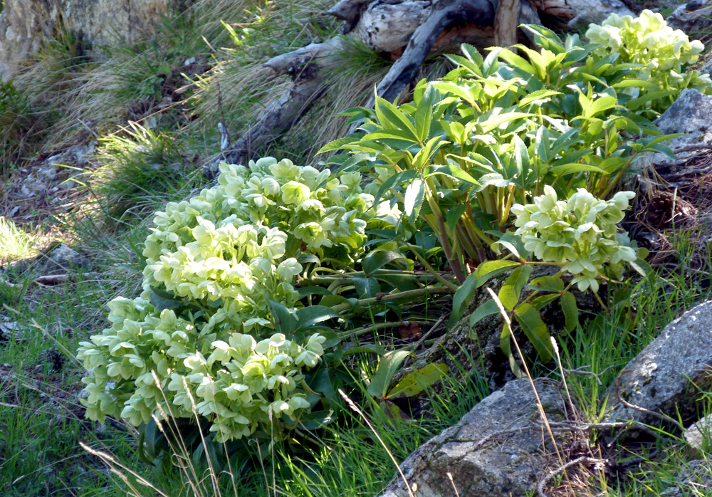 Corsican Hellebore, near Col de Sorba, Vivario