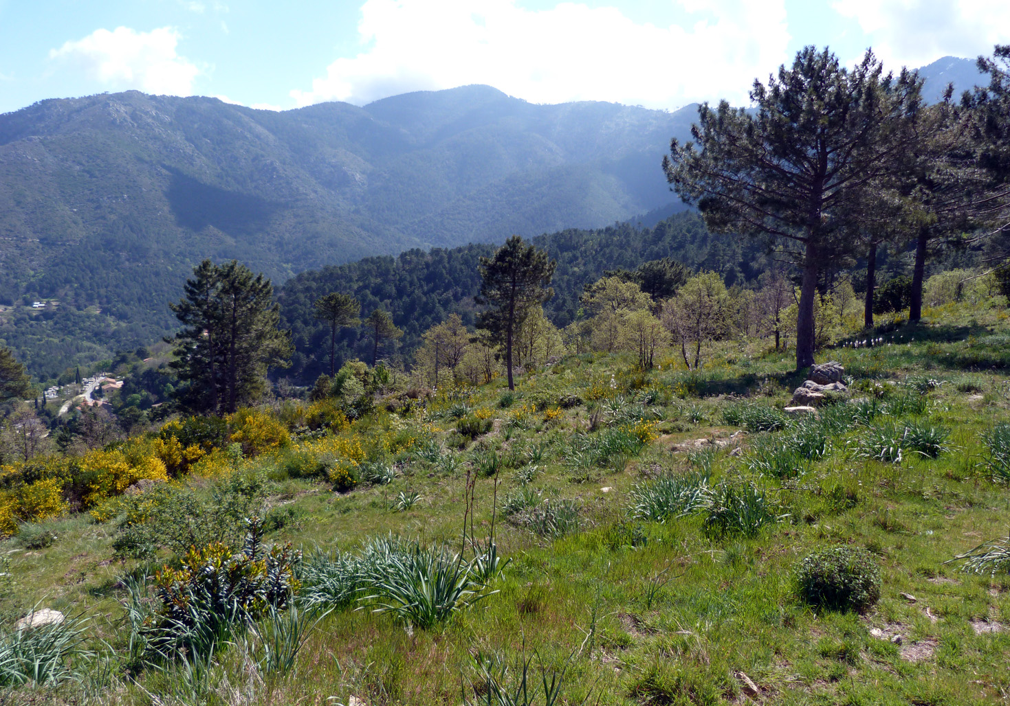 Meadow behind Chalet Restaurant, near Col de Sorba, Vivario