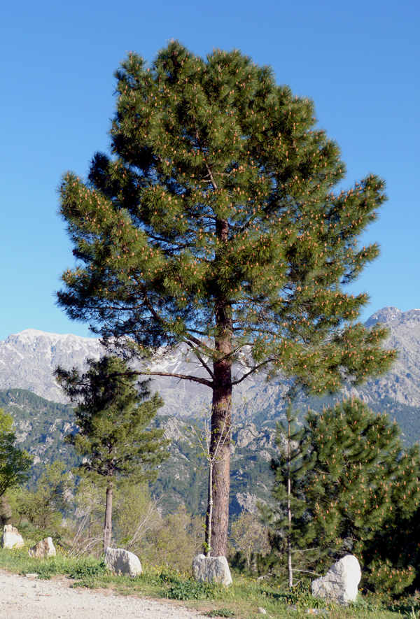 Corsican Pine, near Col de Sorba, Vivario