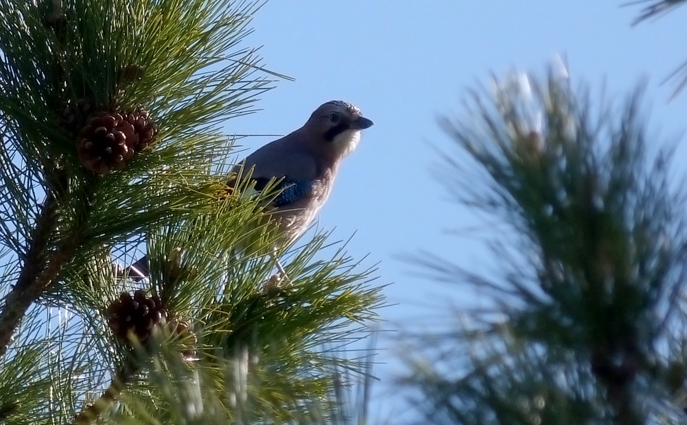 Jay, near Col de Sorba, Vivario