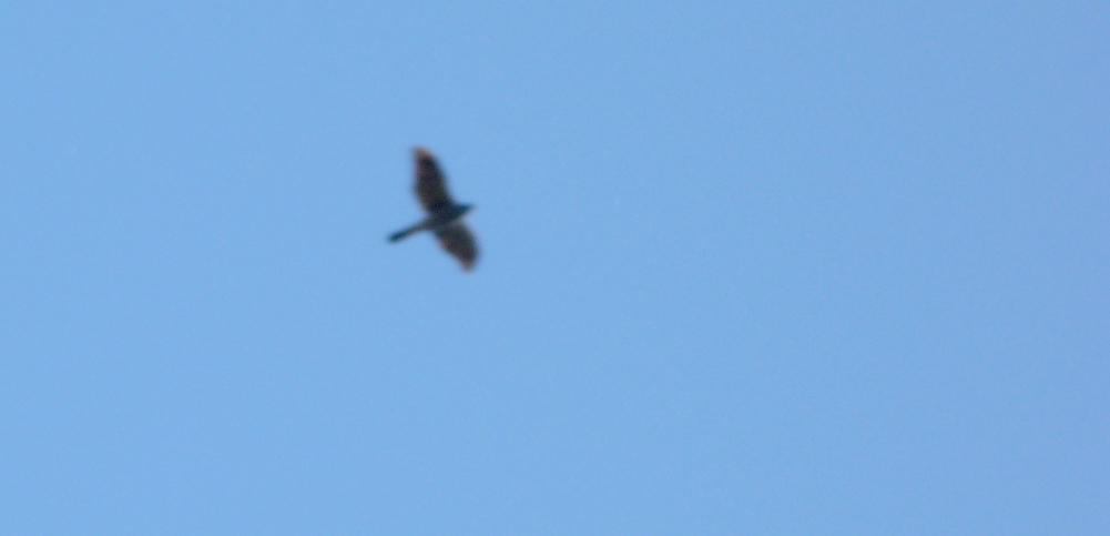 Goshawk, near Col de Sorba, Vivario