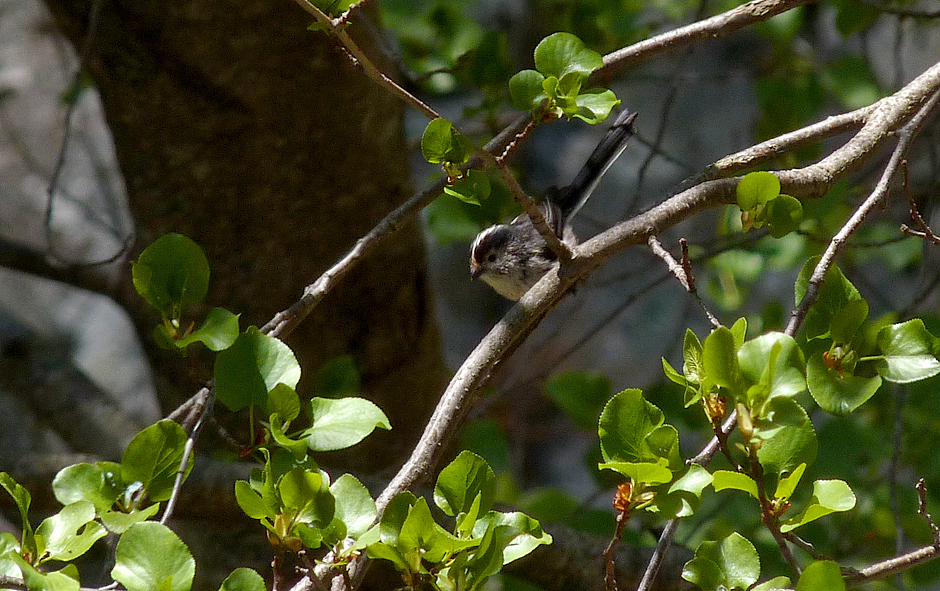 Long-tailed Tit - Restonica Gorge