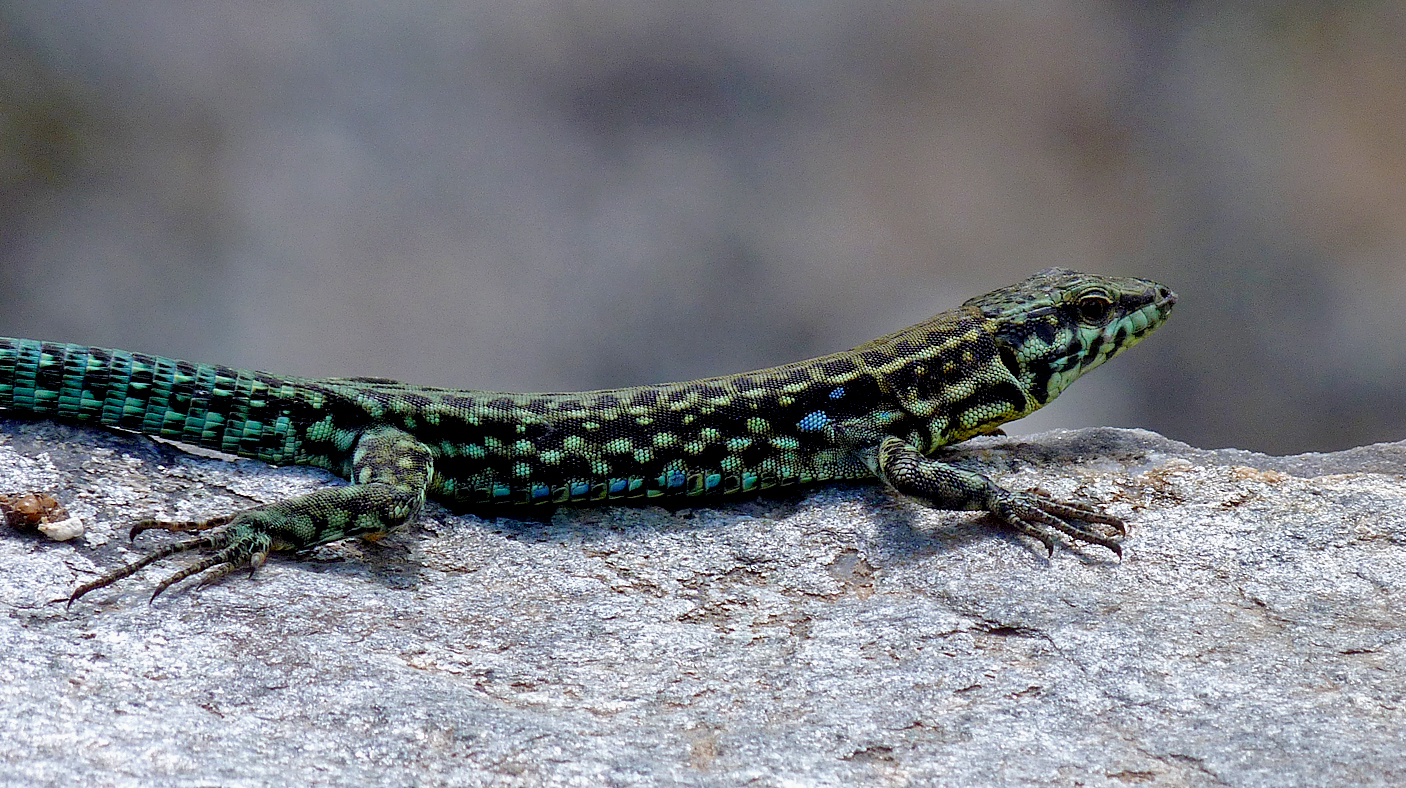Tyrrhenian Wall Lizard - Restonica Gorge