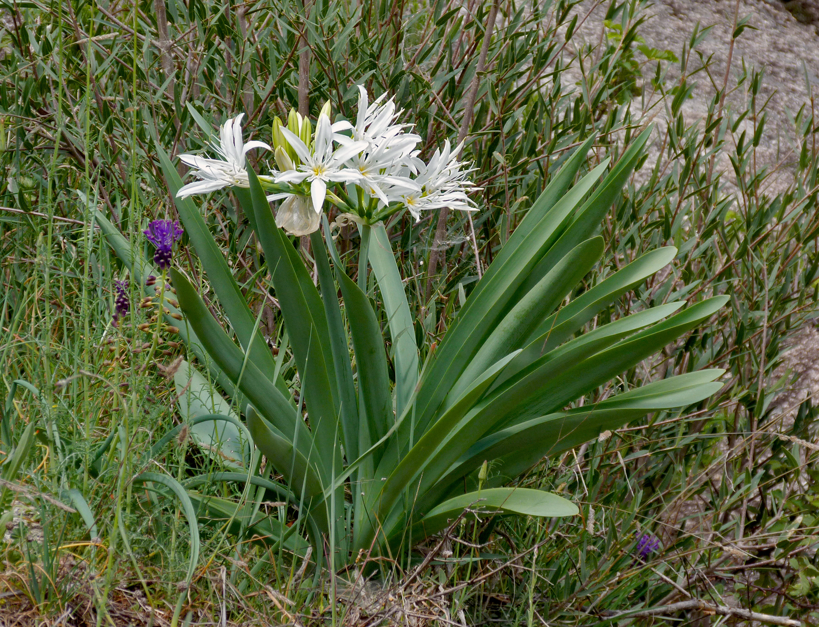 Illyrian Star Lily, Pancratium Illyricum, Restonica