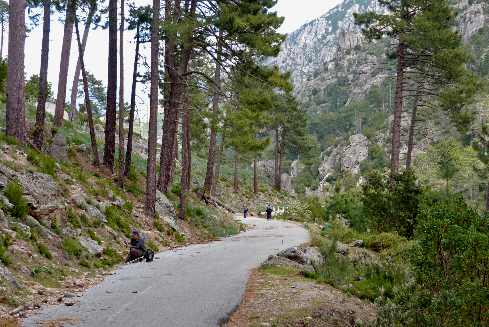 Descending the Restonica Gorge