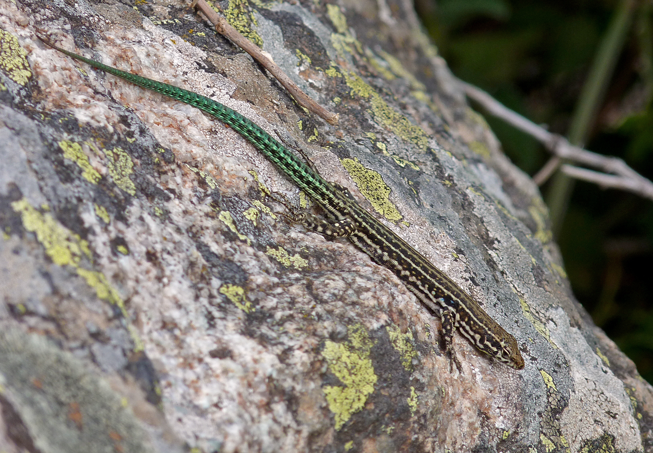Tyrrhenian Wall Lizard, Restonica
