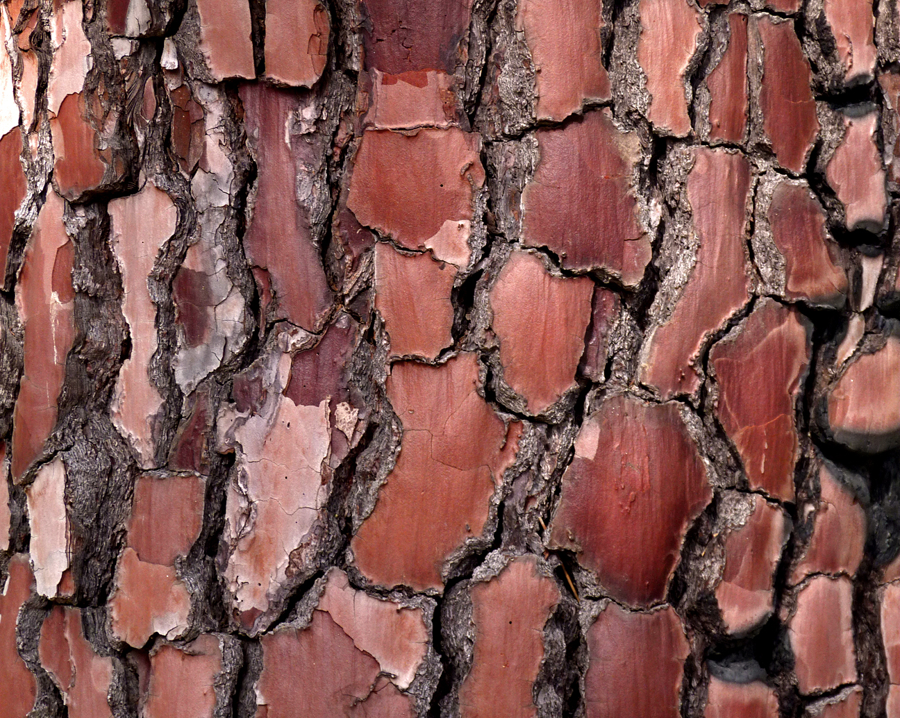 Pine bark