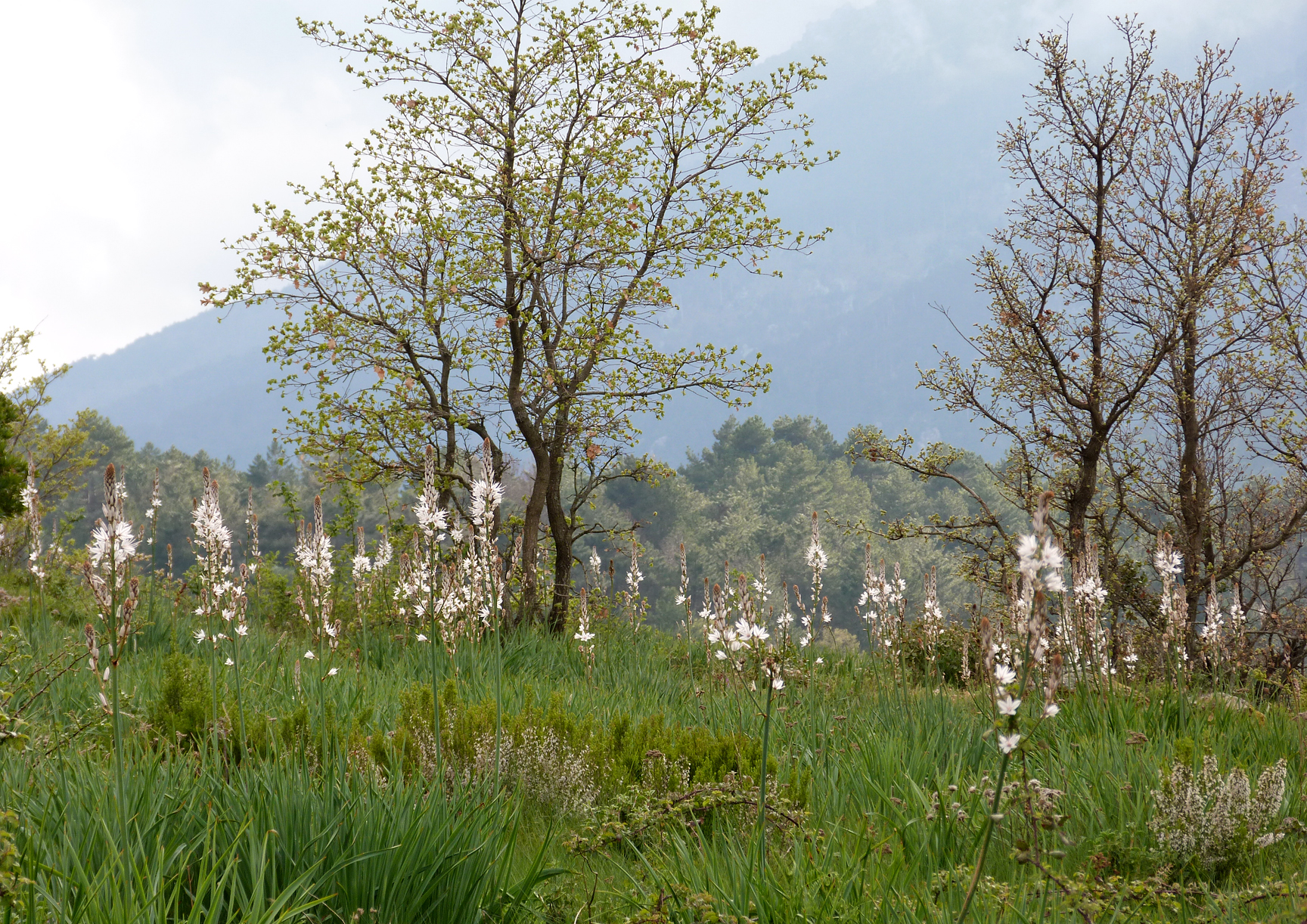 Chalet Hotel meadow with many Asphodel flowers, Vivario
