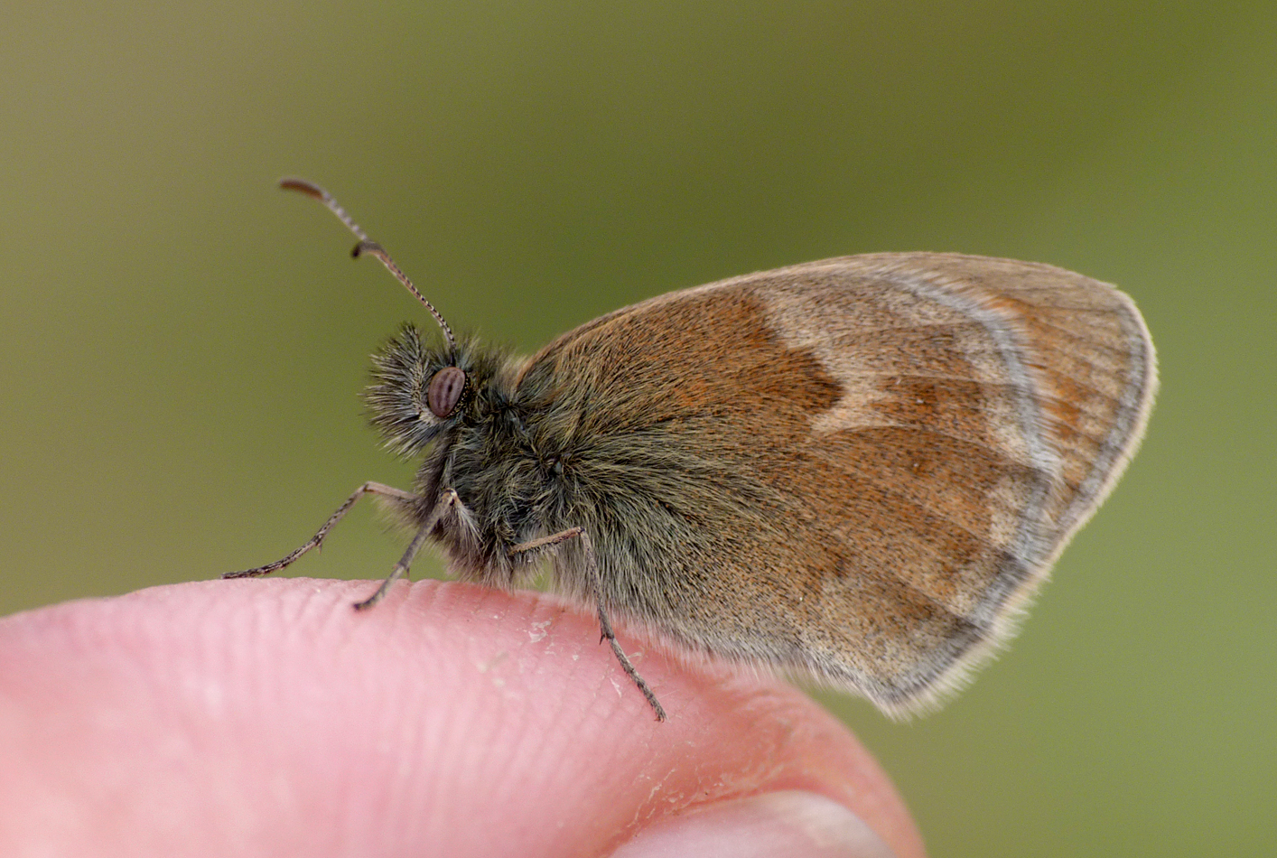 Small Heath, Chalet meadow, Vivario