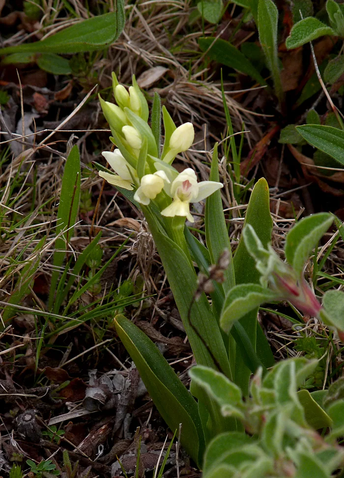 Elder-flowered Orchid, Chalet Meadow, Vivario