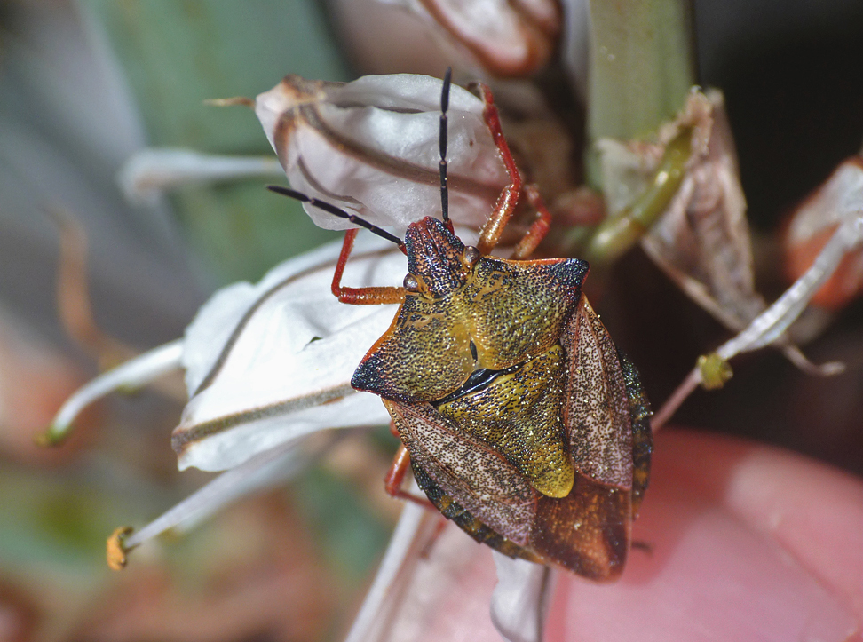 Carpocoris mediterraneus Shieldbug (or similar species), Chalet Meadow, Vivario
