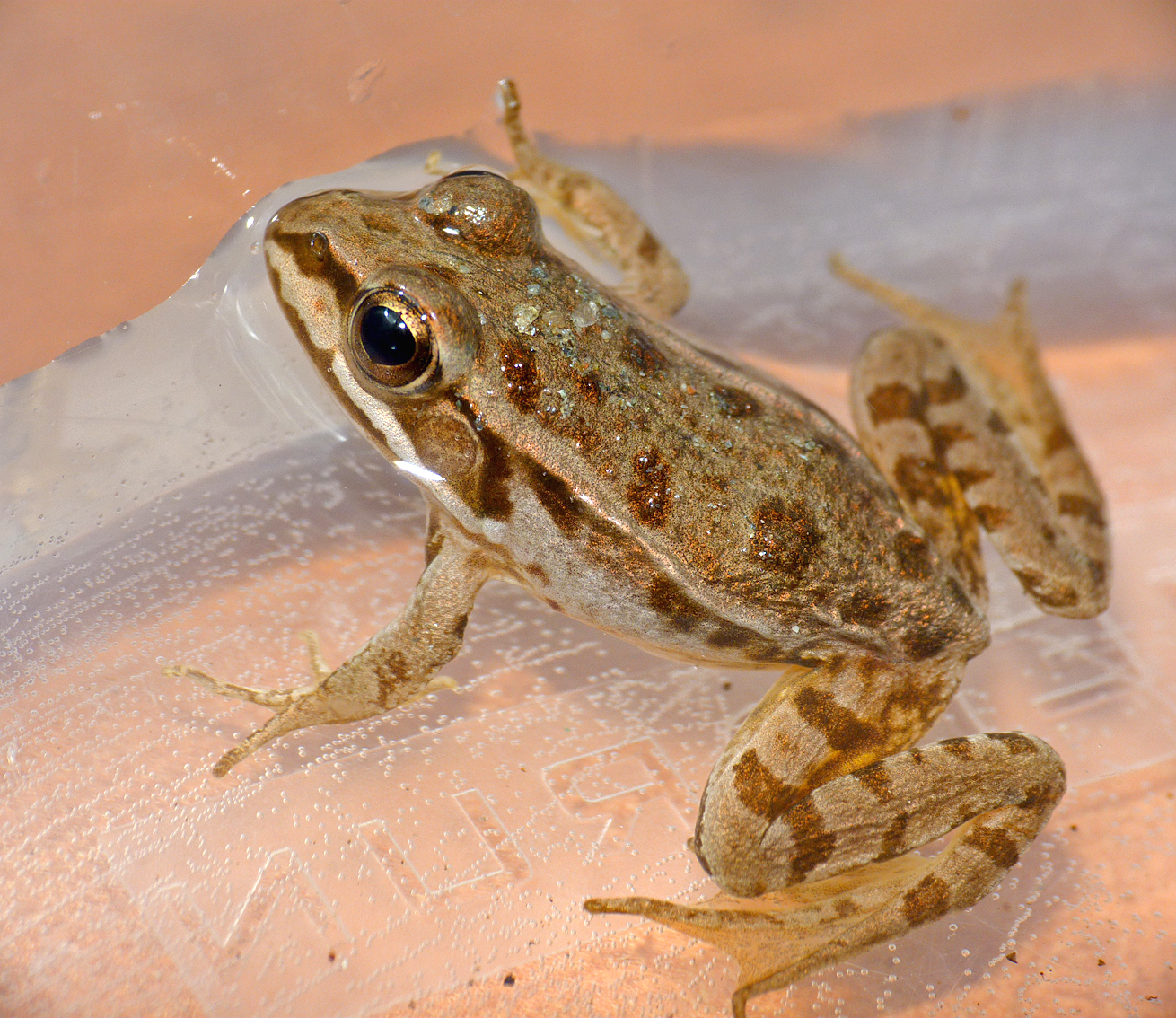 A young Pool Frog, U Sortipiani