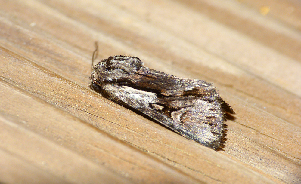 Pale-shouldered Cloud, U Sortipiani