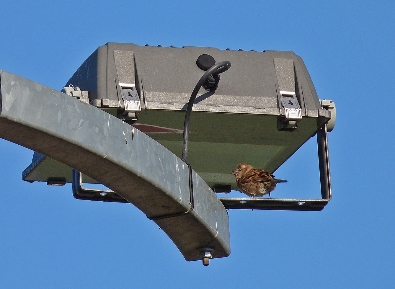 Female Italian Sparrow, Corte