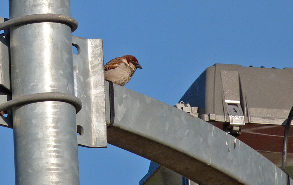 Male Italian Sparrow, Corte