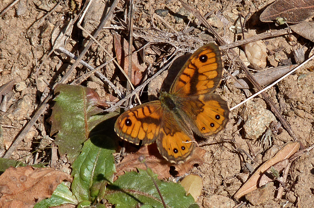 Corsican Wall Brown, Asco Gorge - much more orange and less brown colour than ours.