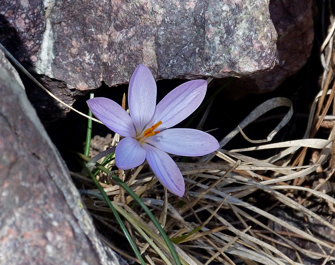 Corsican Crocus, Haute Asco - an endemic species, and the only flower in bloom at these altitudes