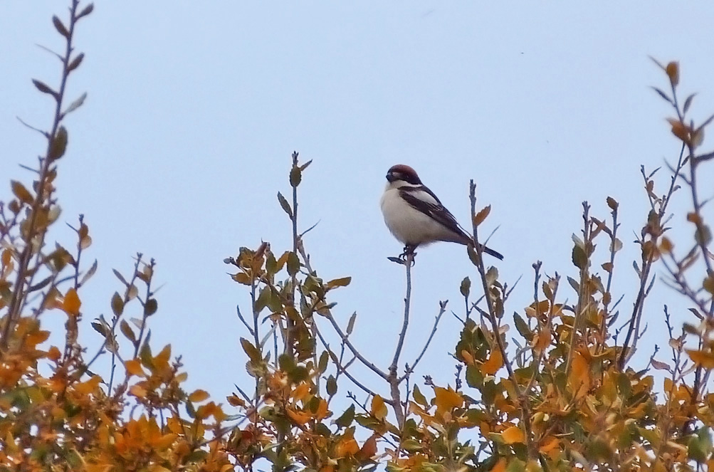 'badius' Woodchat Shrike, Aghione fields