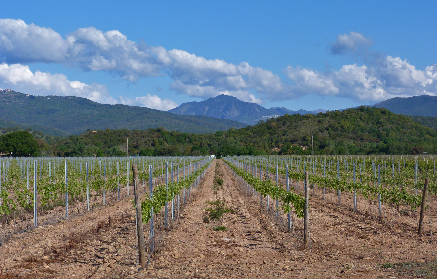 Vinefields near Aghione, Aleria