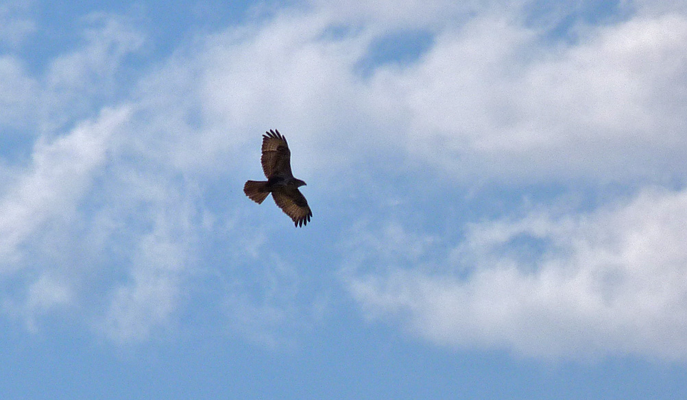 Common Buzzard, Aghione