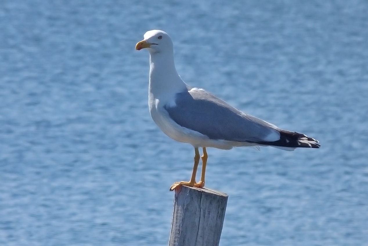 Yellow-legged Gull, Etang d'Urbino