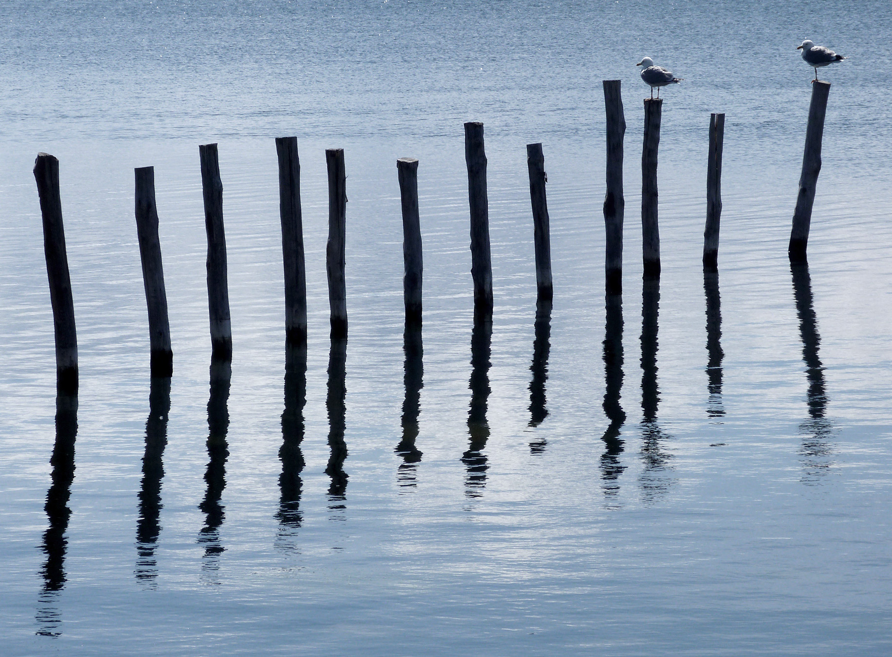 Yellow-legged Gull, Etang d'Urbino