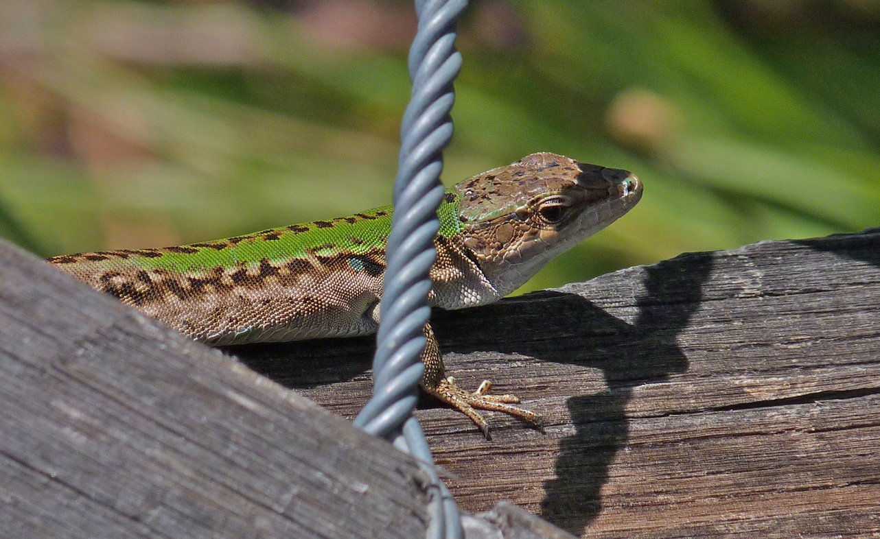 Italian Wall Lizard, Etang d'Urbino