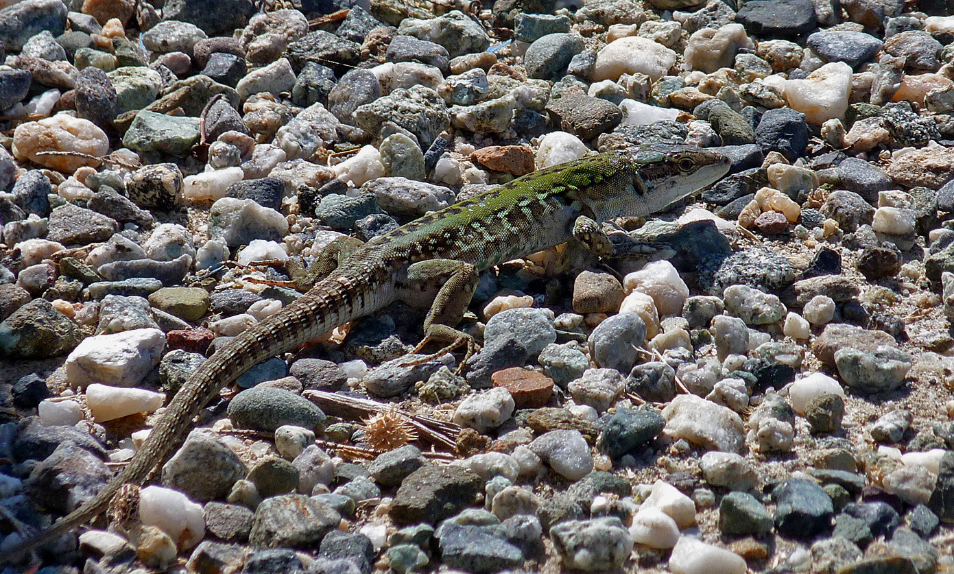 Italian Wall Lizard, Etang d'Urbino