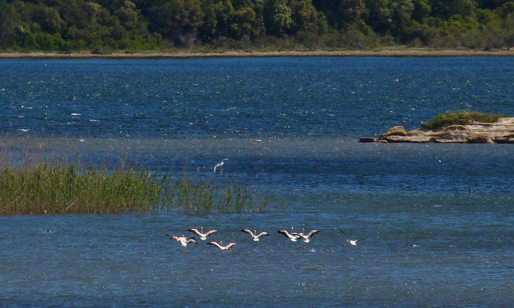 Flamingos, Etang d'Urbino