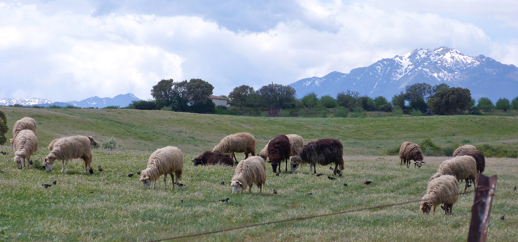 Spotless Starlings feeding amongst sheep, Etang d'Urbino