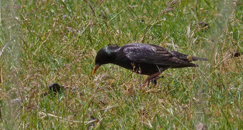 Spotless Starling, Etang d'Urbino
