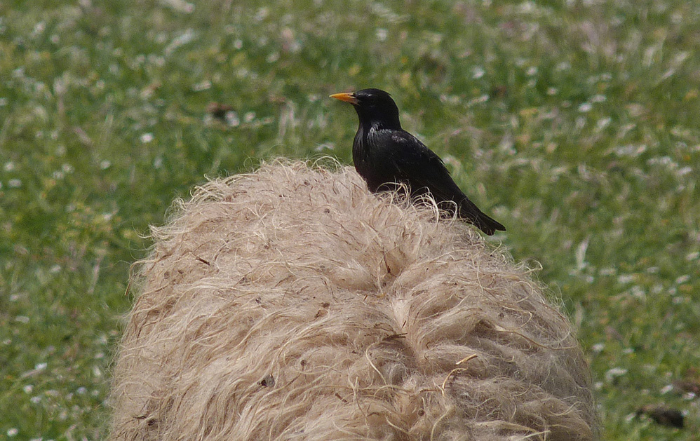 Spotless Starling on sheep, Etang d'Urbino