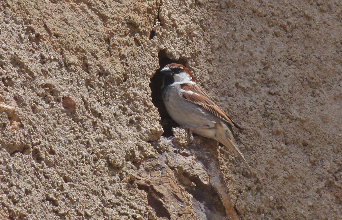 Italian Sparrow, Aleria Fort