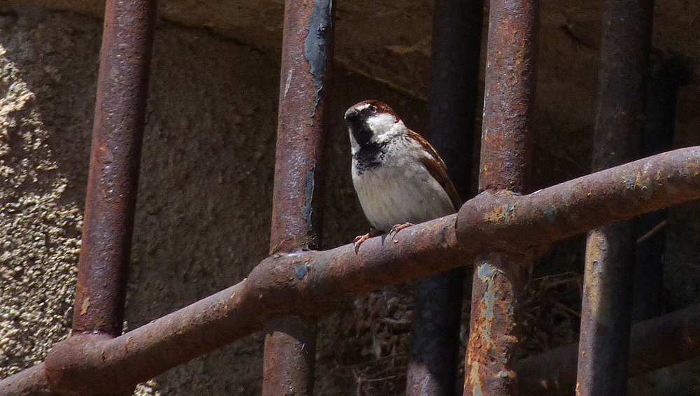 Italian Sparrow, Aleria Fort