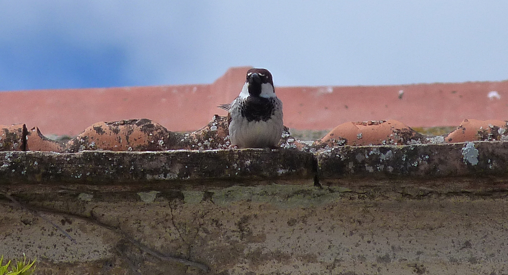 Italian Sparrow, Aleria Fort