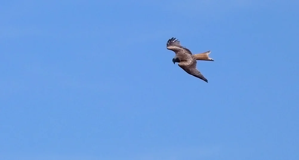 Red Kite, Aleria Fort
